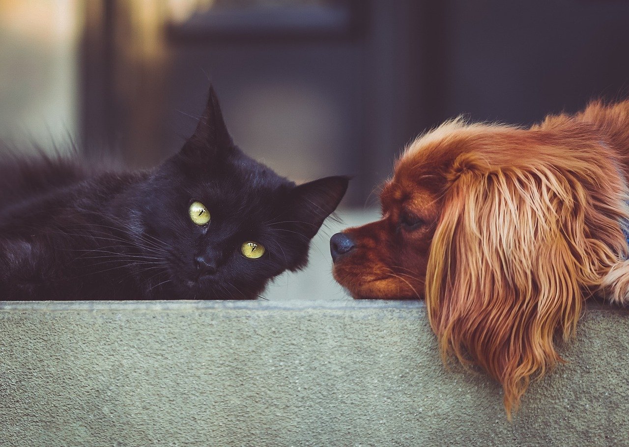 Is Your Lifestyle Suited For A Dog Or A Cat?