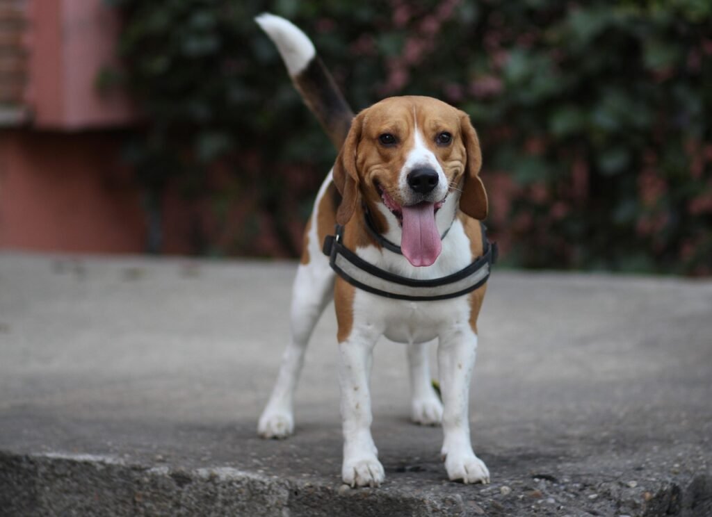 Beagle