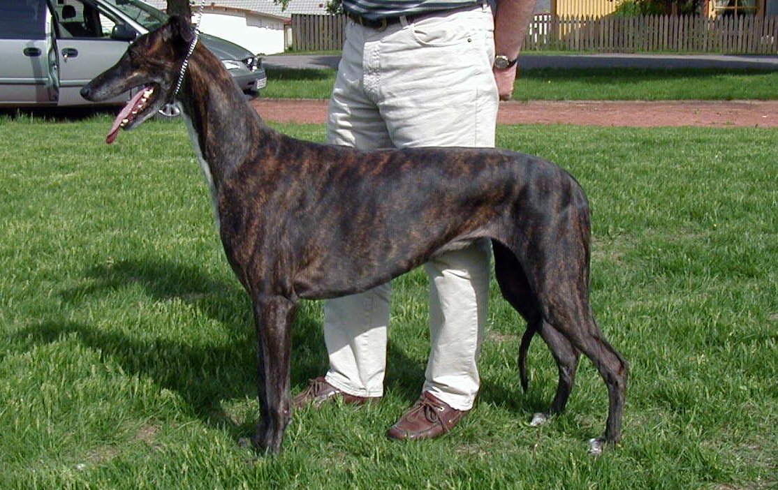 Greyhound: Graceful Giants with Modest Needs (image credits: wikimedia)