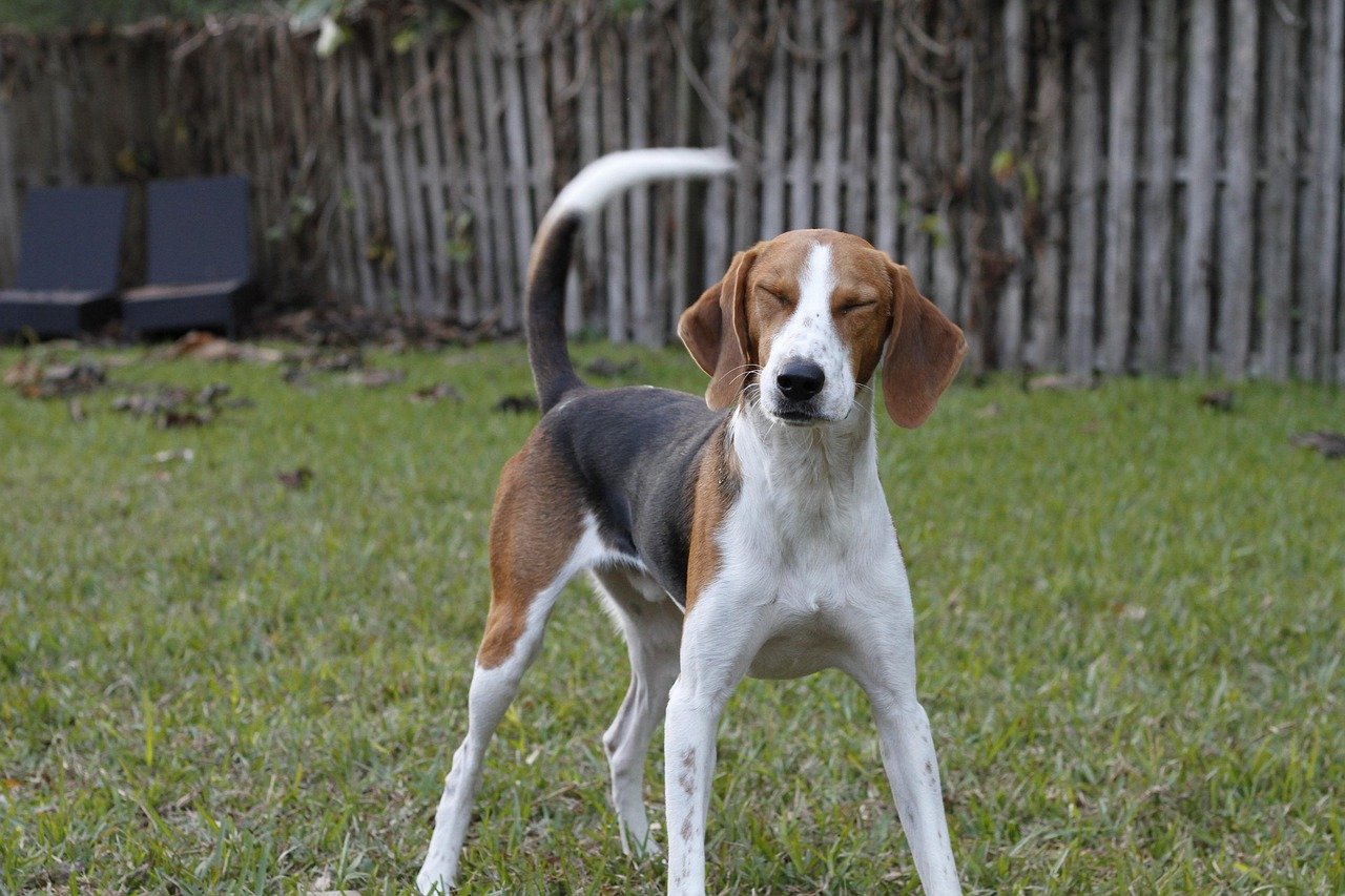 American Foxhound: Low Maintenance and High Spirits (image credits: pixabay)