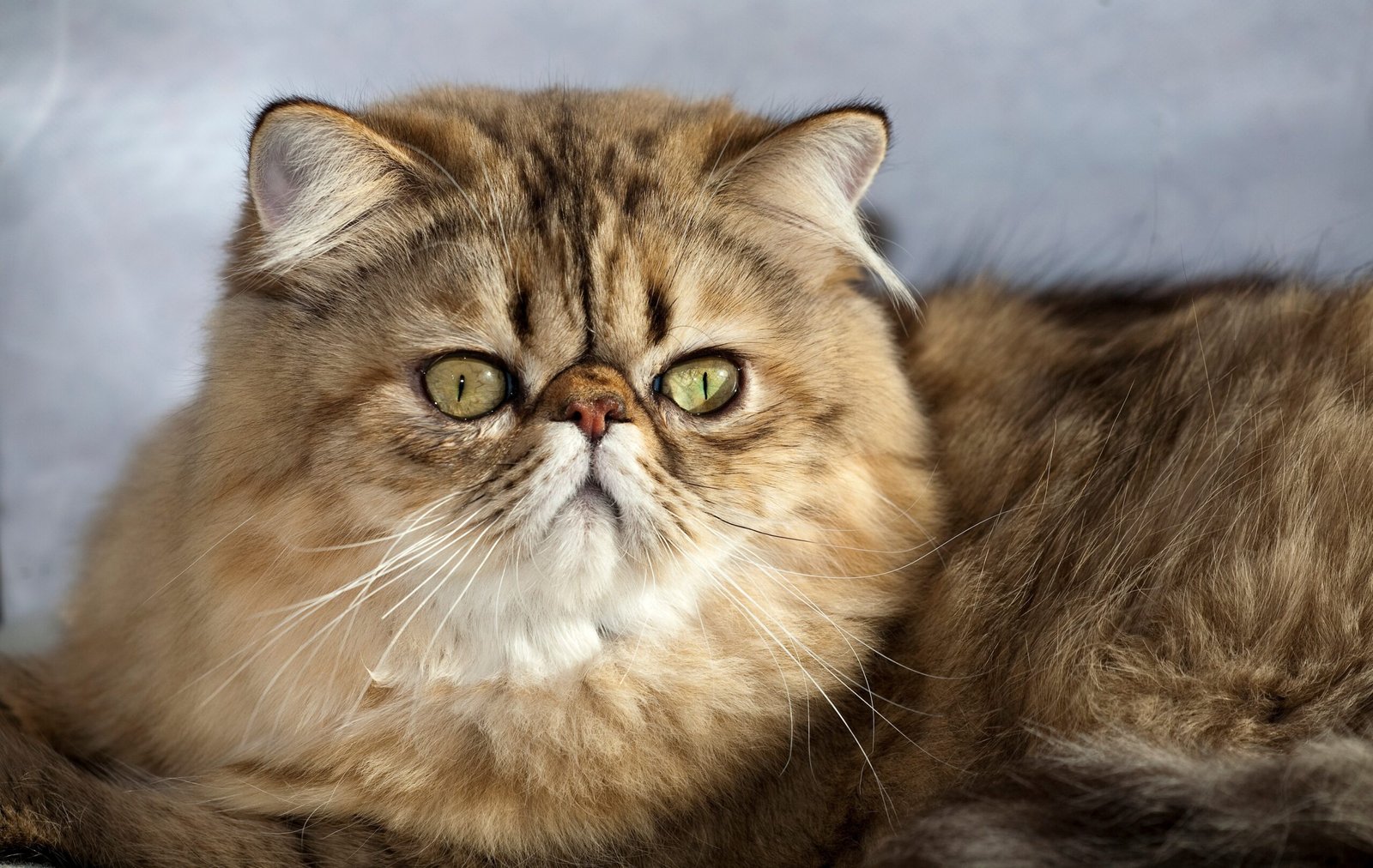 Persian Cats: Fluffy, Fancy, and Fussy (image credits: wikimedia)