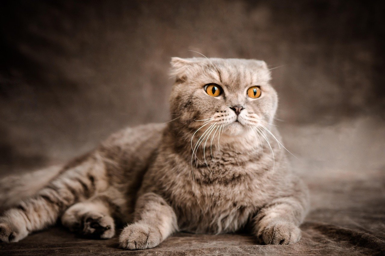 Scottish Fold Cats: Adorable Ears, Extra Attention (image credits: pixabay)