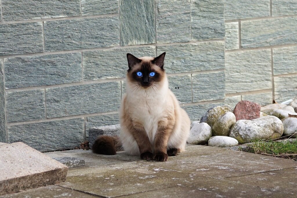 Siamese Cats: Social Butterflies Without the Fuss
