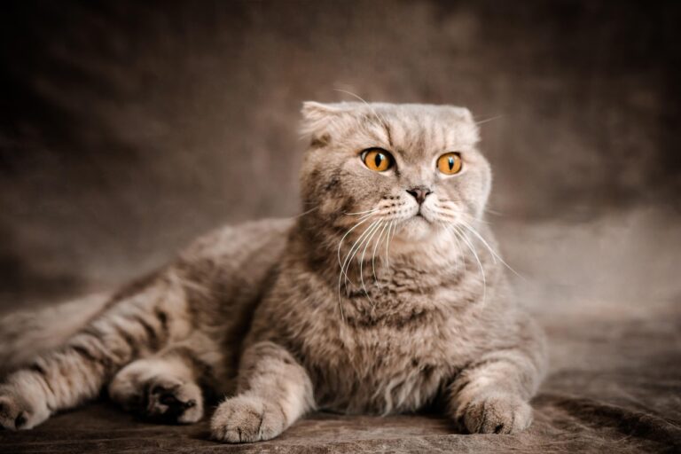 8 Cat Breeds That Are High Maintenance (And 5 That Won’t Burn Your Pocket)