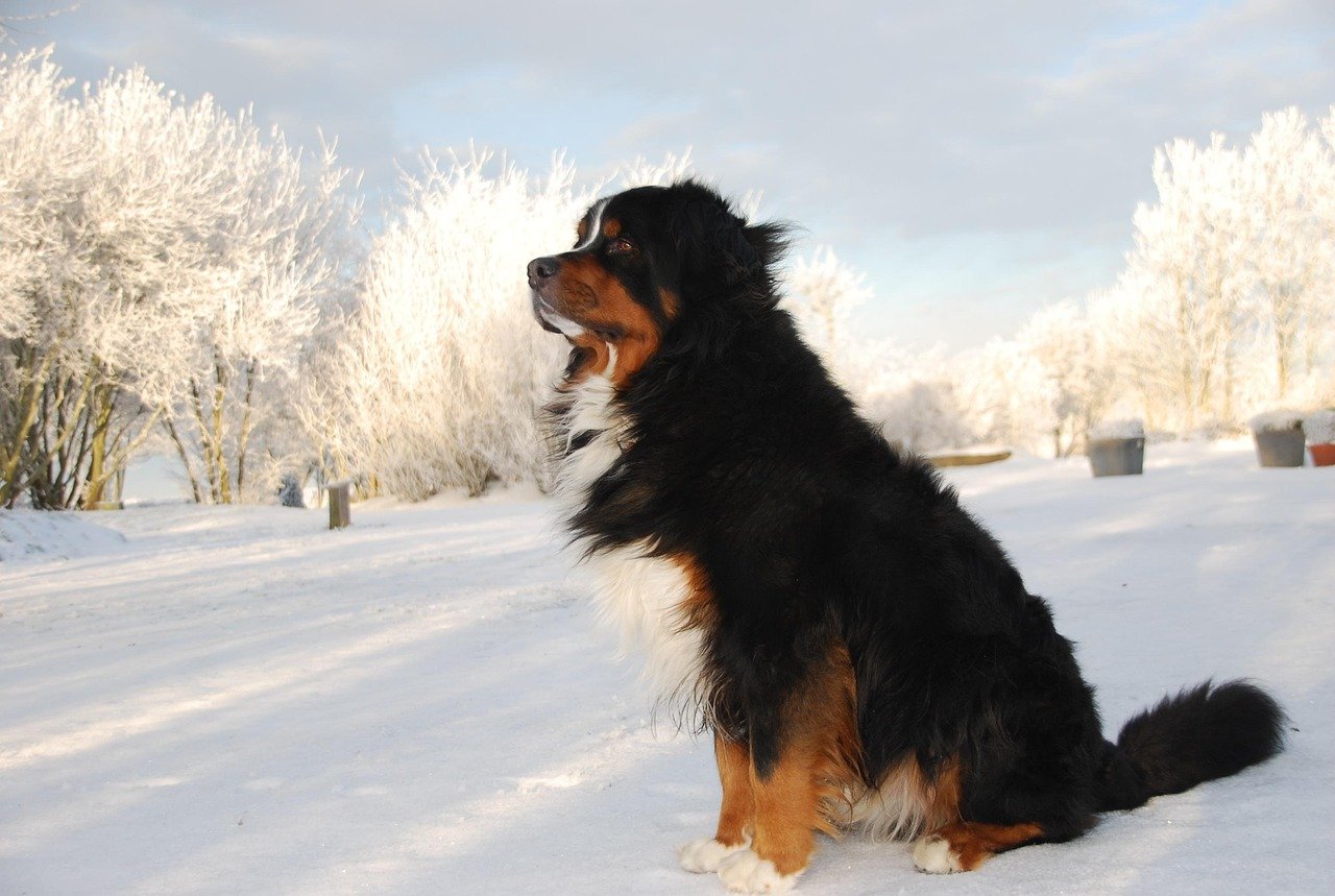 Built for Deep Snow and Chilly Weather (image credits: pixabay)