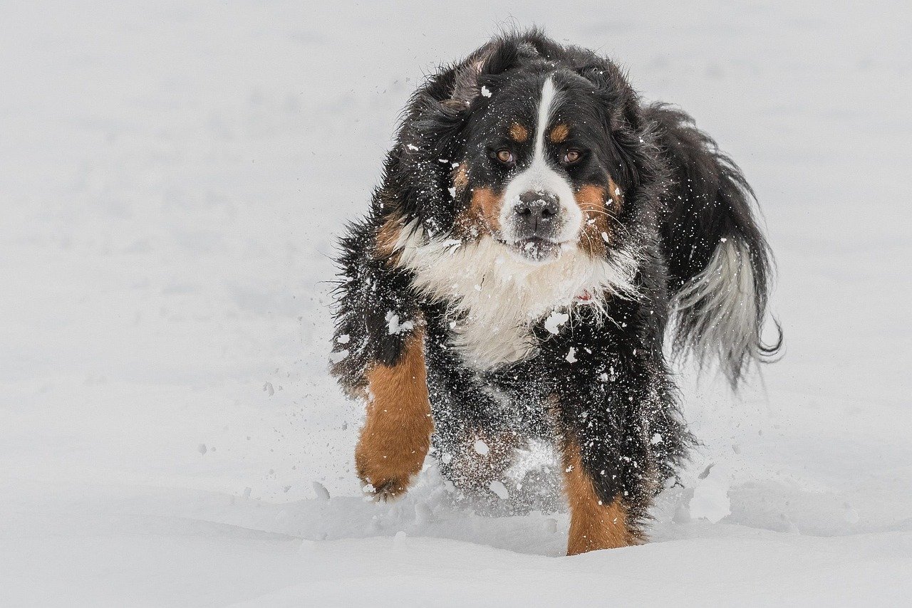 Natural Playfulness in the Snow (image credits: pixabay)