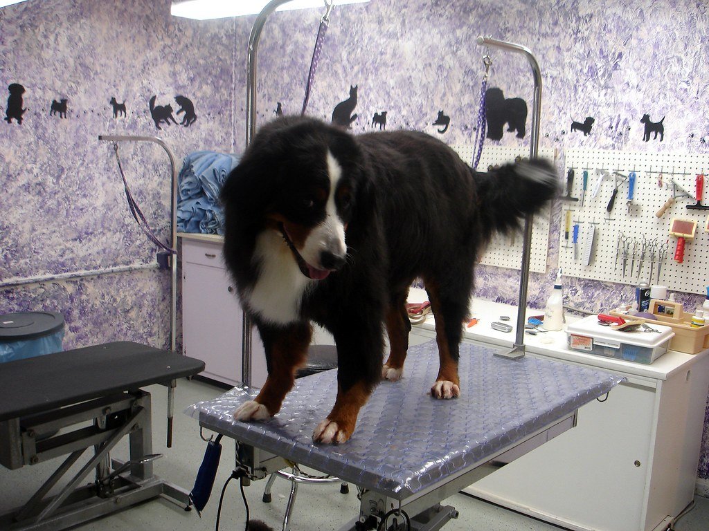 Low-Drama Grooming for High-Snow Environments (image credits: flickr)