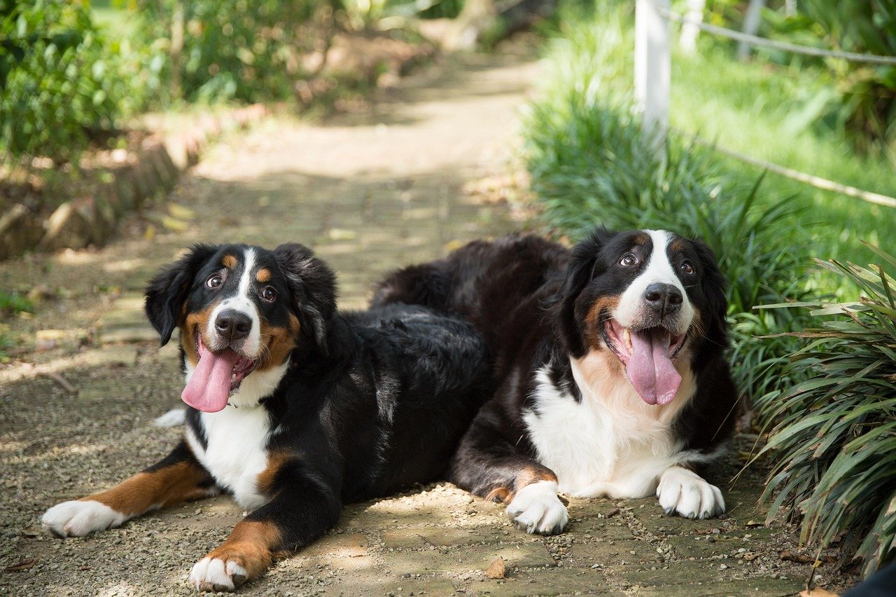 Low-Key, No-Fuss Companionship (image credits: pixabay)