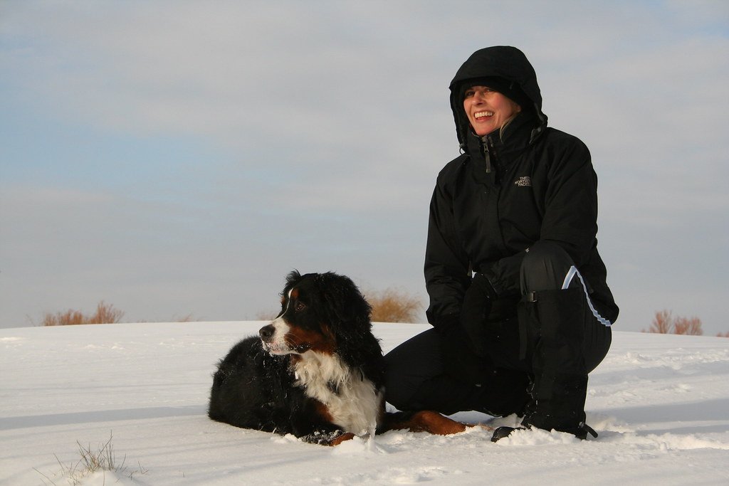 13 Ways Bernese Mountain Dogs Are the Perfect Snow Companions in Utah’s Ski Towns