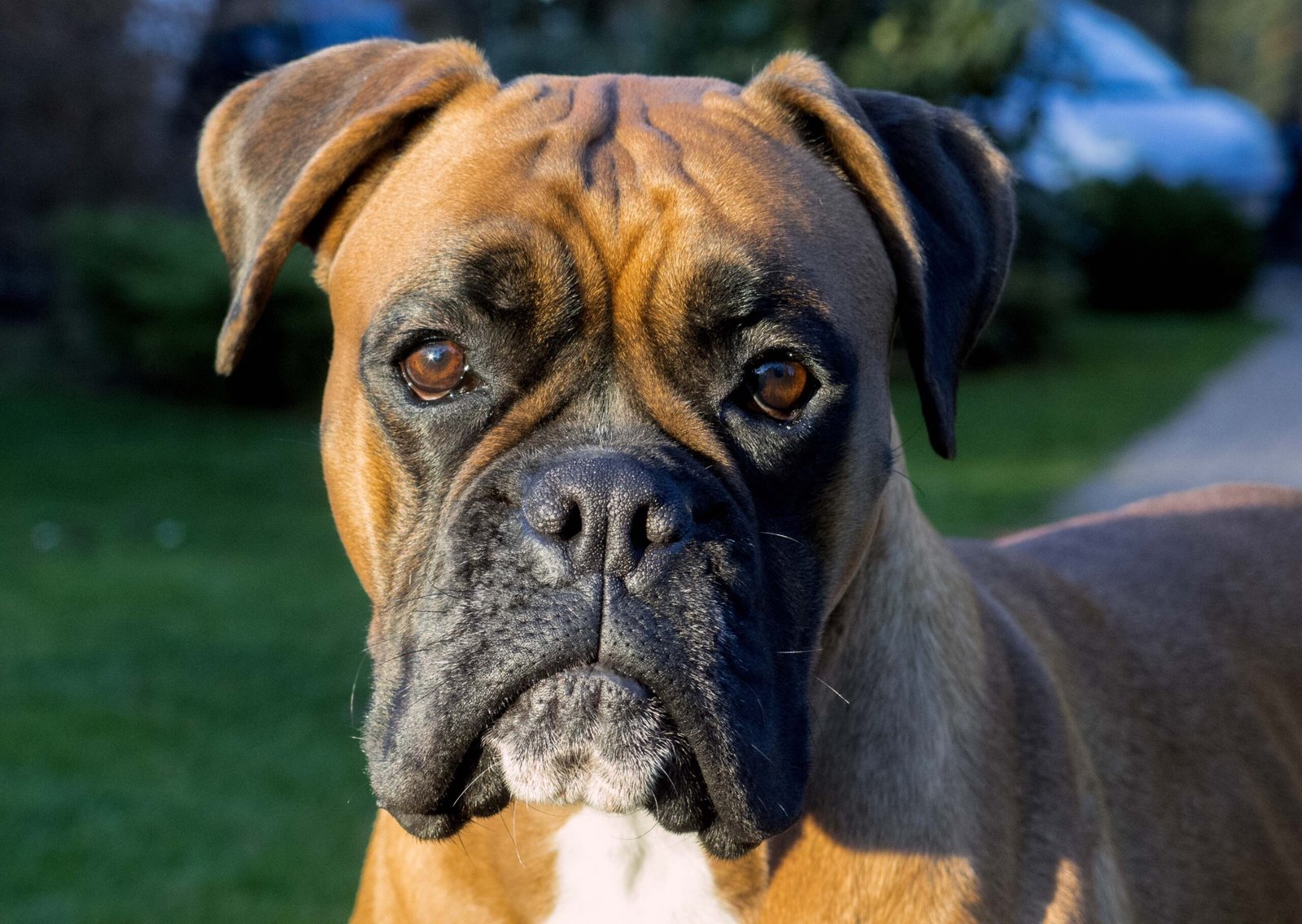 Boxer (image credits: wikimedia)