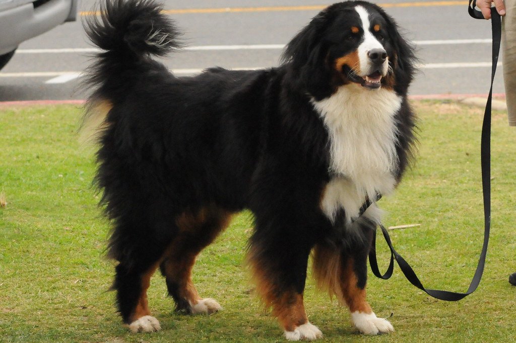 Bernese Mountain Dog (image credits: flickr)