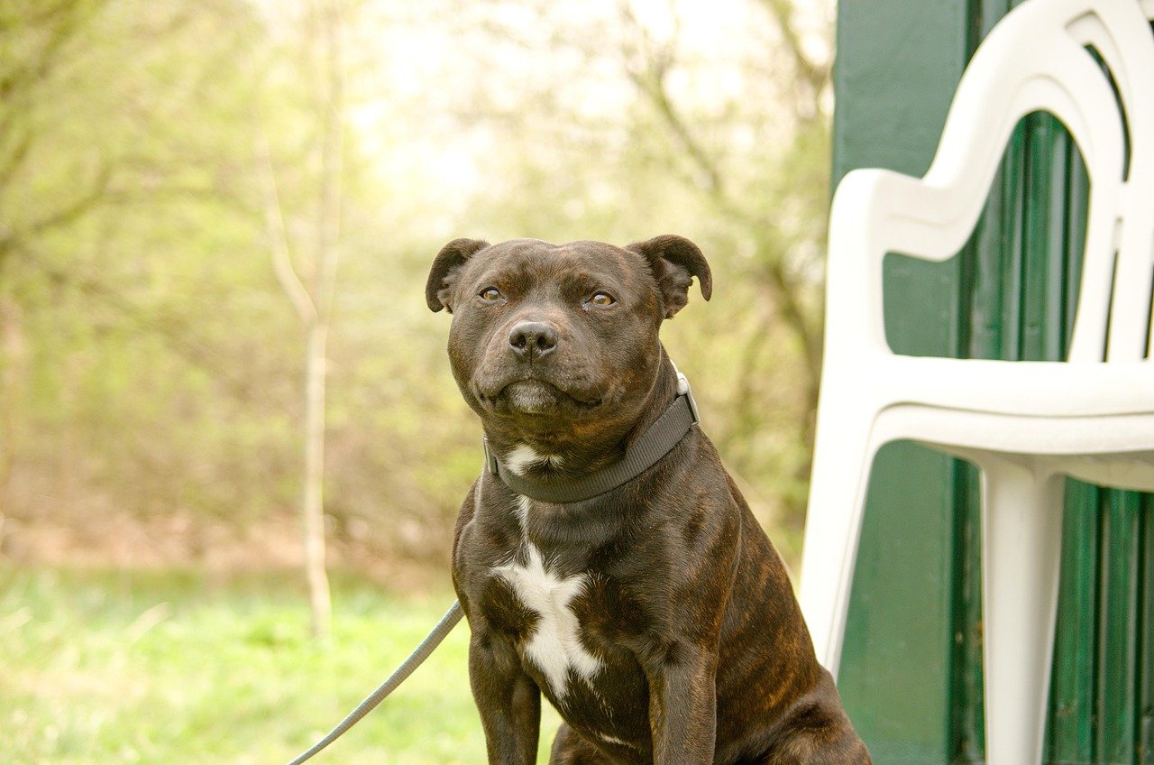 Staffordshire Bull Terrier: Loyal and Loving (image credits: pixabay)