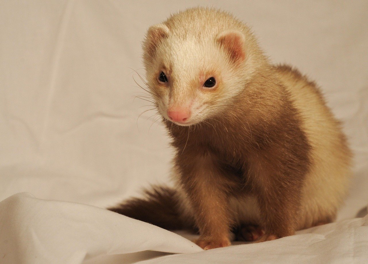 Ferrets: Mischief Wrapped in Fur (image credits: pixabay)