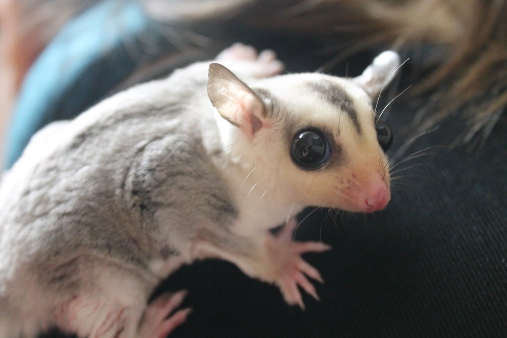 Sugar Gliders: Adorable Yet Complicated (image credits: flickr)