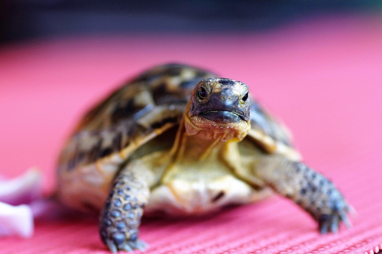 Turtles and Tortoises: Slow-Moving, High-Maintenance Wonders (image credits: pixabay)