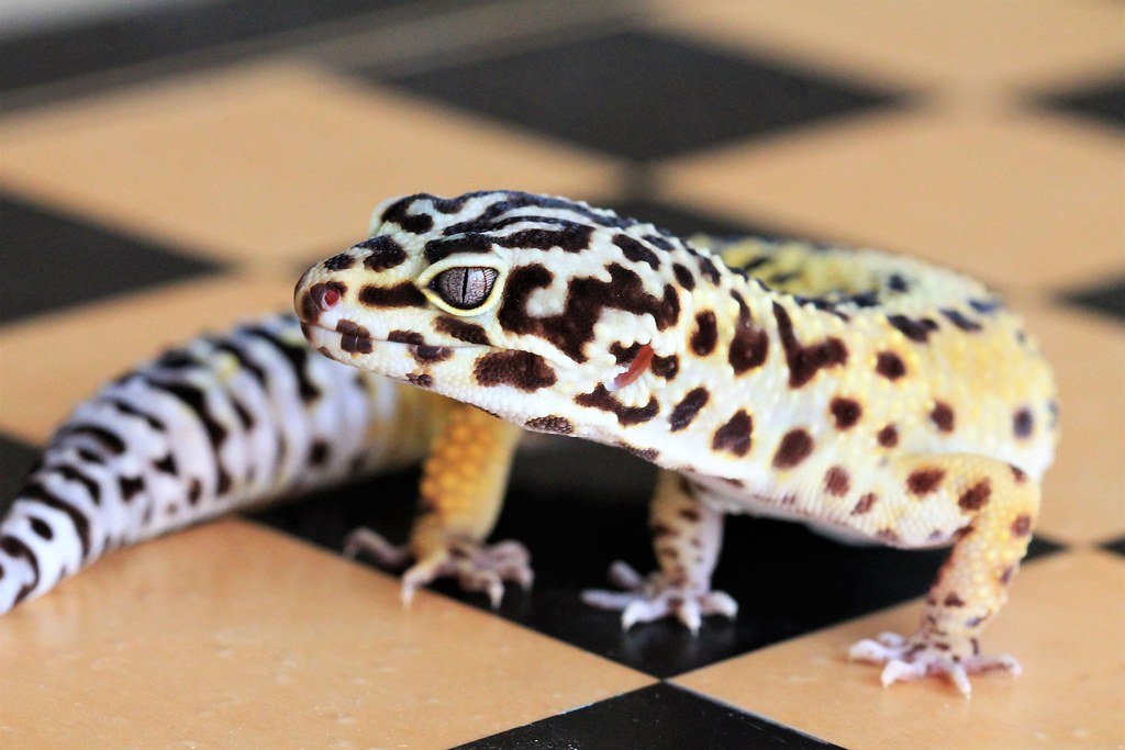 Leopard Geckos: The Laid-Back Lizard (image credits: flickr)