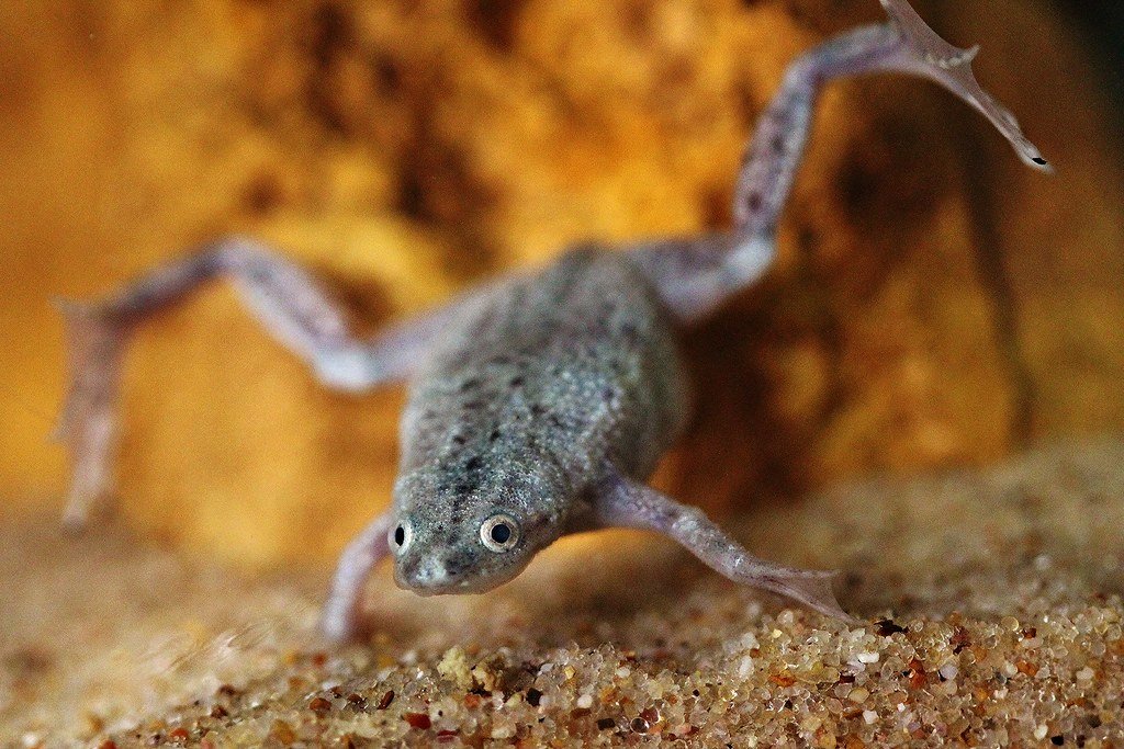 African Dwarf Frogs: Tiny, Aquatic, and Effortless (image credits: flickr)