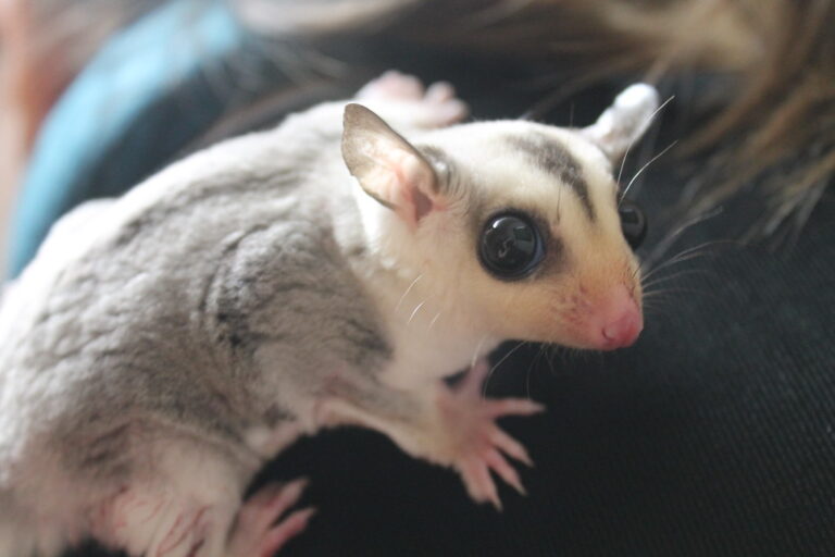 8 Small Pets That Are Surprisingly High Maintenance — And 7 That Aren’t