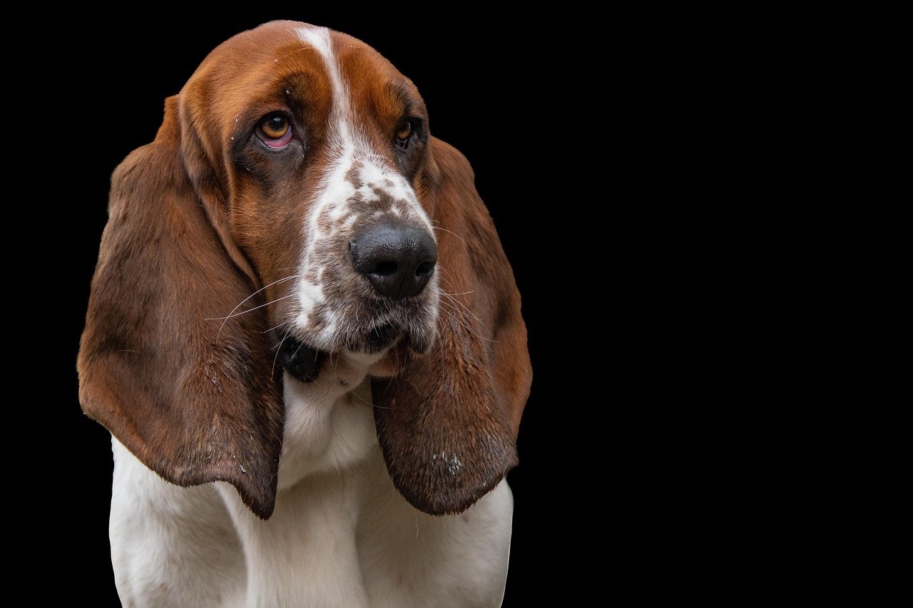 Basset Hound: The Laid-Back Detective (image credits: pixabay)
