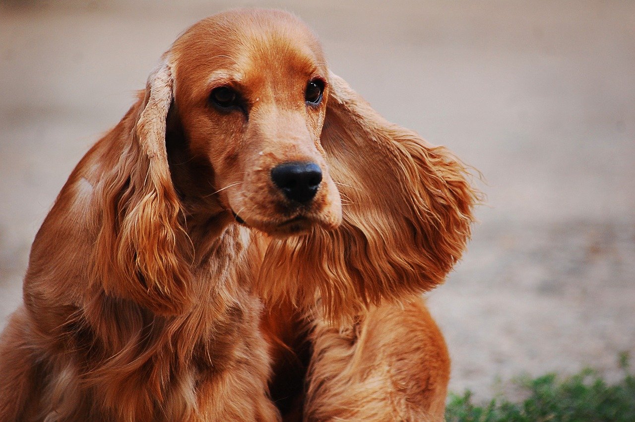 Cocker Spaniel: The Gentle Soul (image credits: pixabay)