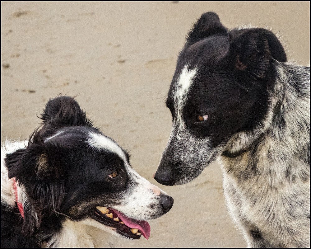 The Power of Instinct: Why Breed Matters in Play (image credits: flickr)