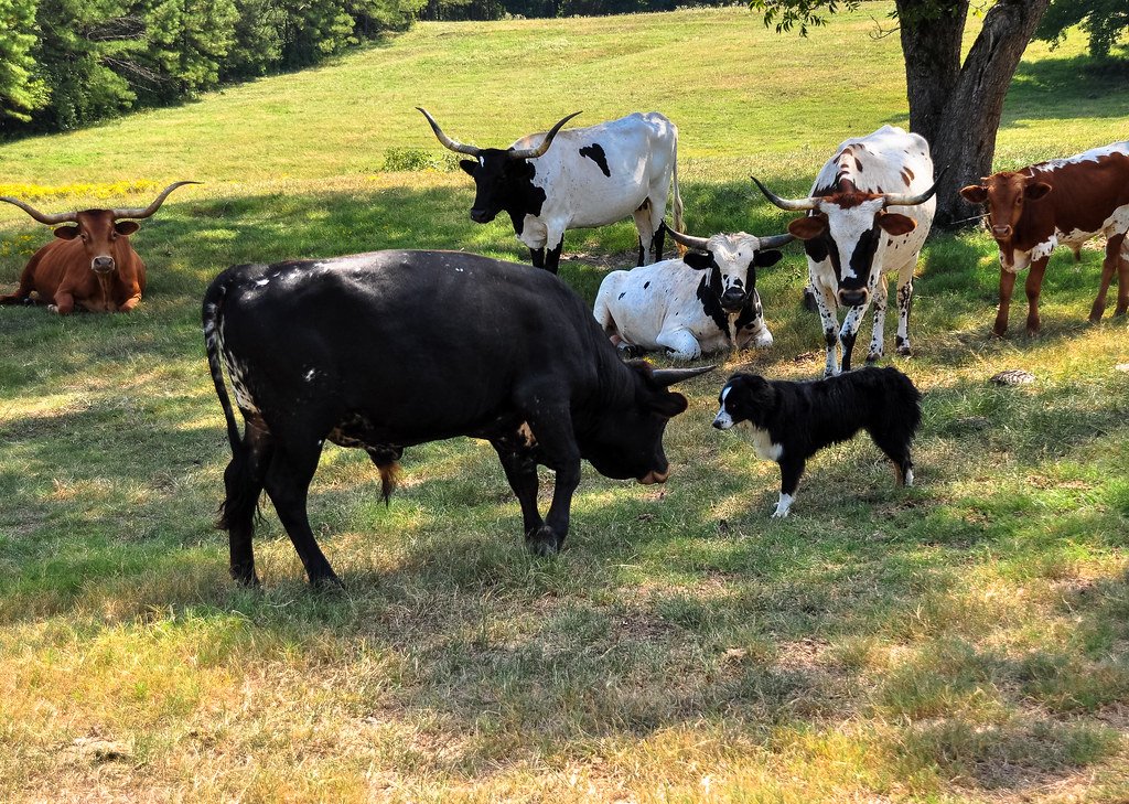 Herding Breeds: The Masters of Chase and Control (image credits: flickr)