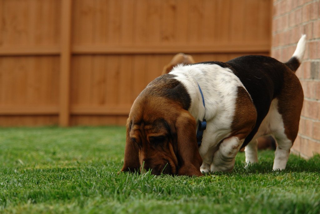 Hounds: The Scent-Driven Explorers (image credits: flickr)