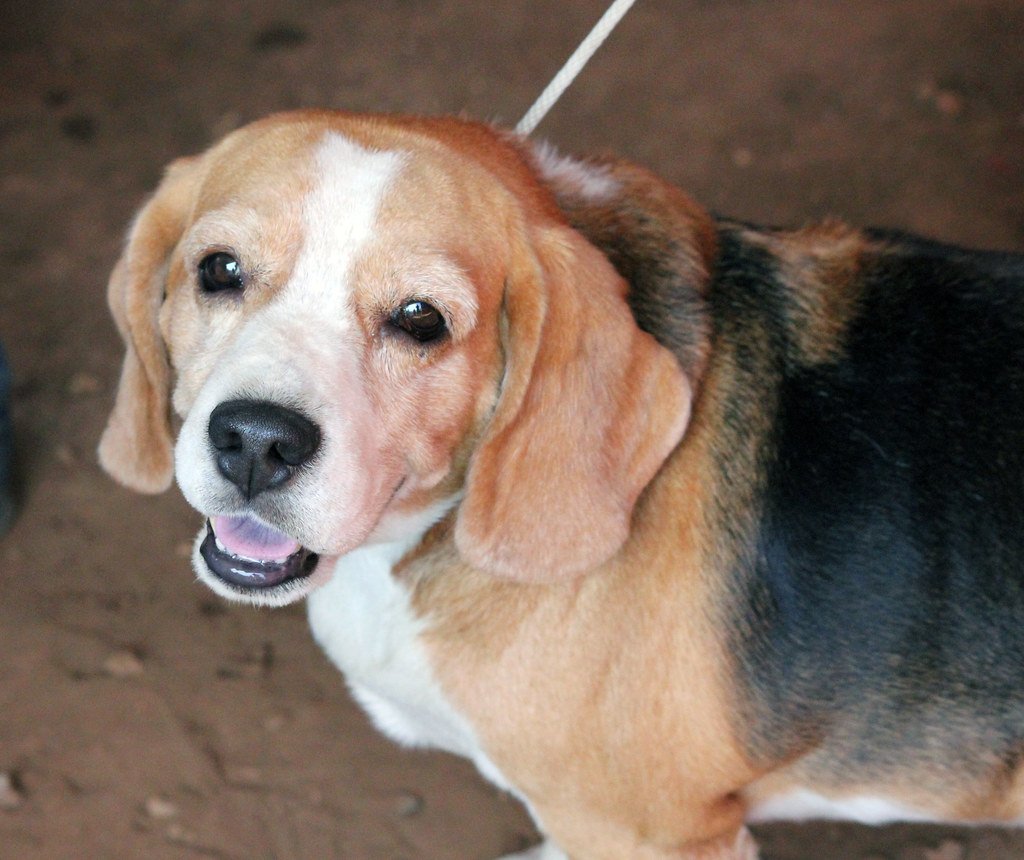 Beagle: The Happy Howler (image credits: flickr)