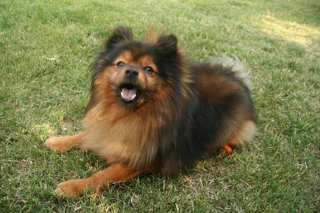 Pomeranian: The Pocket-Sized Powerhouse (image credits: flickr)