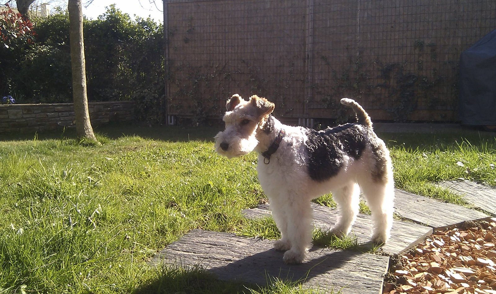 Fox Terrier: The Exuberant Announcer (image credits: wikimedia)