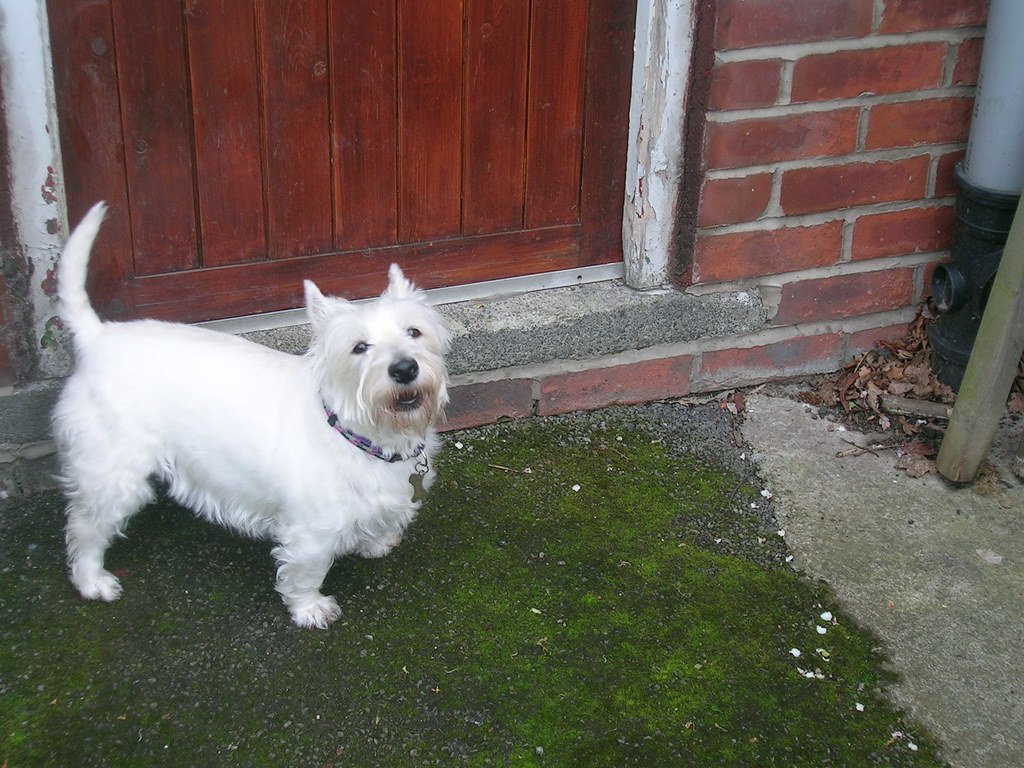 West Highland White Terrier: The Persistent Performer (image credits: flickr)