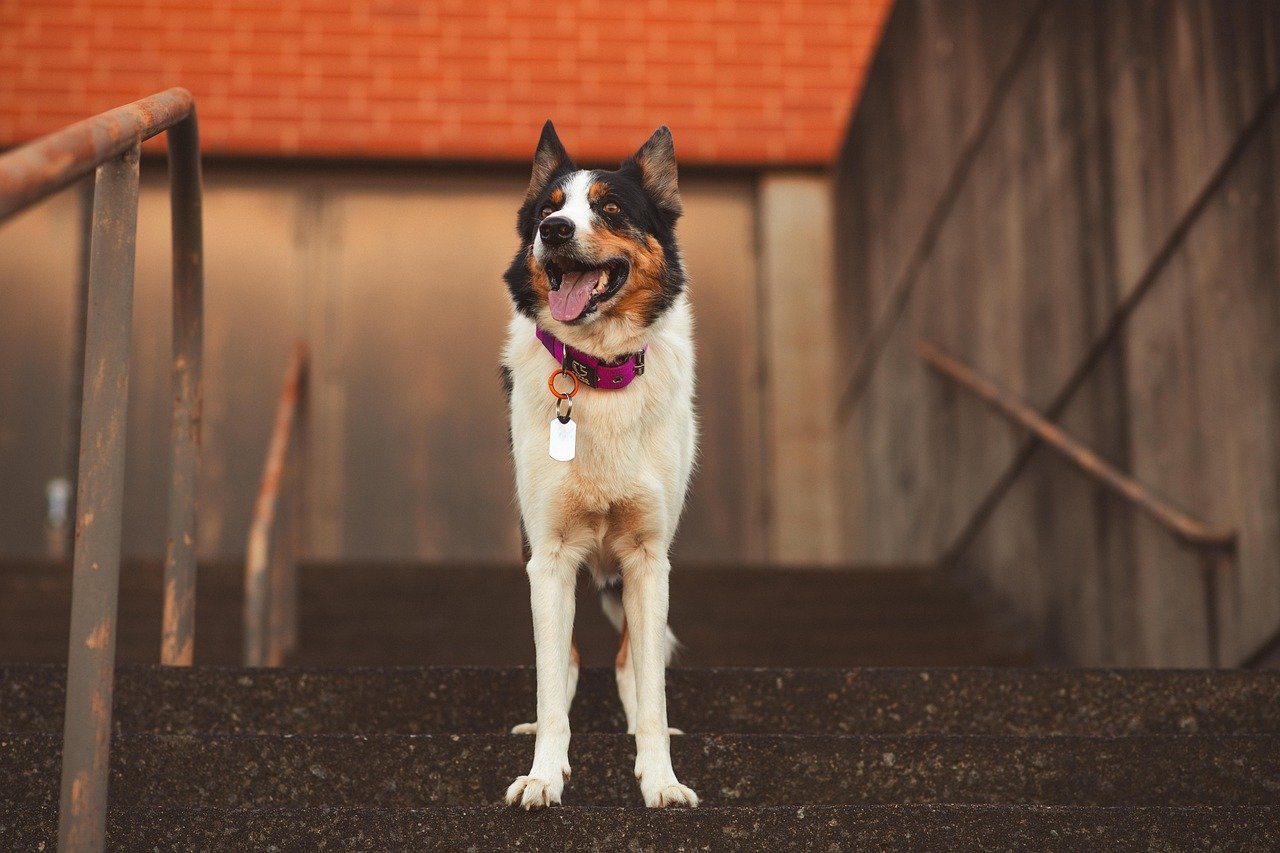 Border Collie (image credits: pixabay)