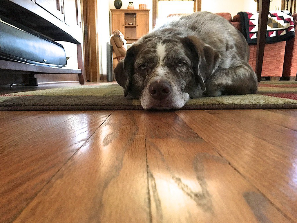 Understanding Your Dog’s Mindset (image credits: flickr)