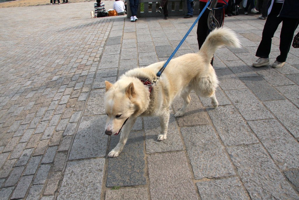 Understanding Leash Reactivity: What’s Really Going On? (image credits: flickr)