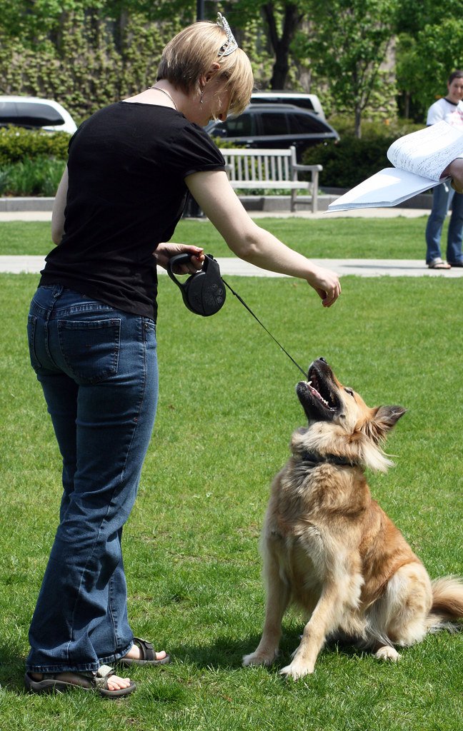 The Magic of Treats: Using Food as a Training Tool (image credits: flickr)