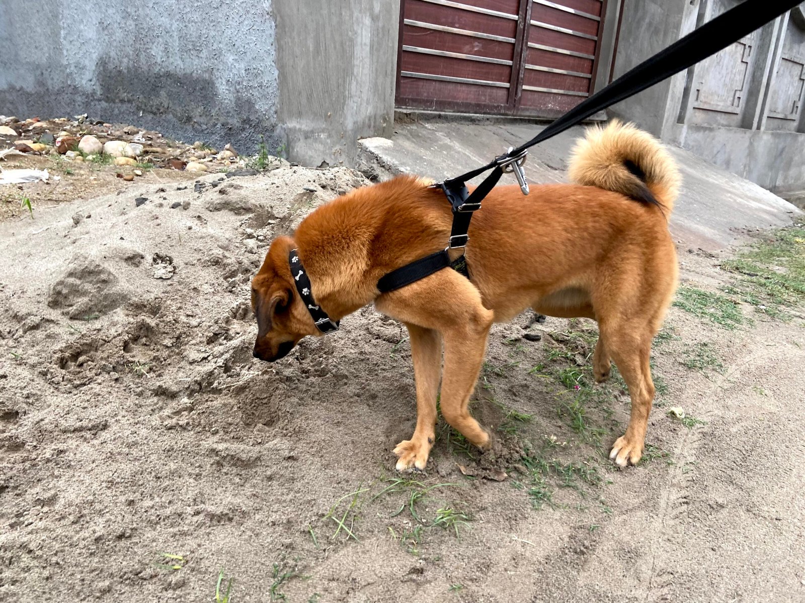 What To Do If Your Dog Is Reactive On A Leash