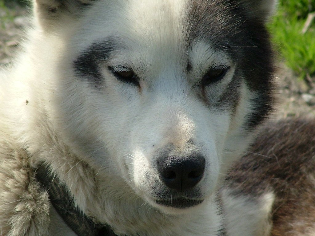 Stubborn as a Mule (image credits: flickr)