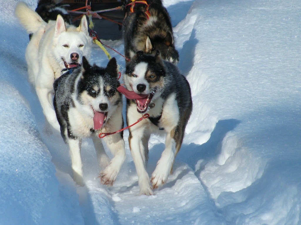 High Prey Drive and Chasing Instincts (image credits: flickr)