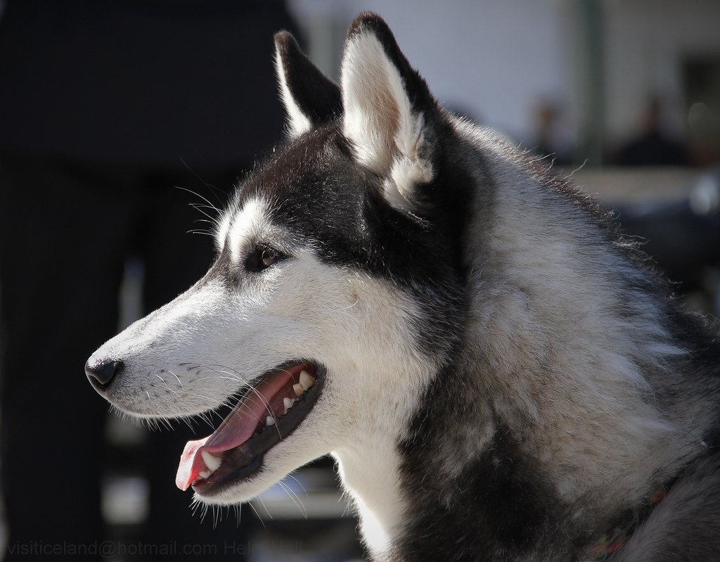 Grooming: More Than Just Brushing (image credits: flickr)