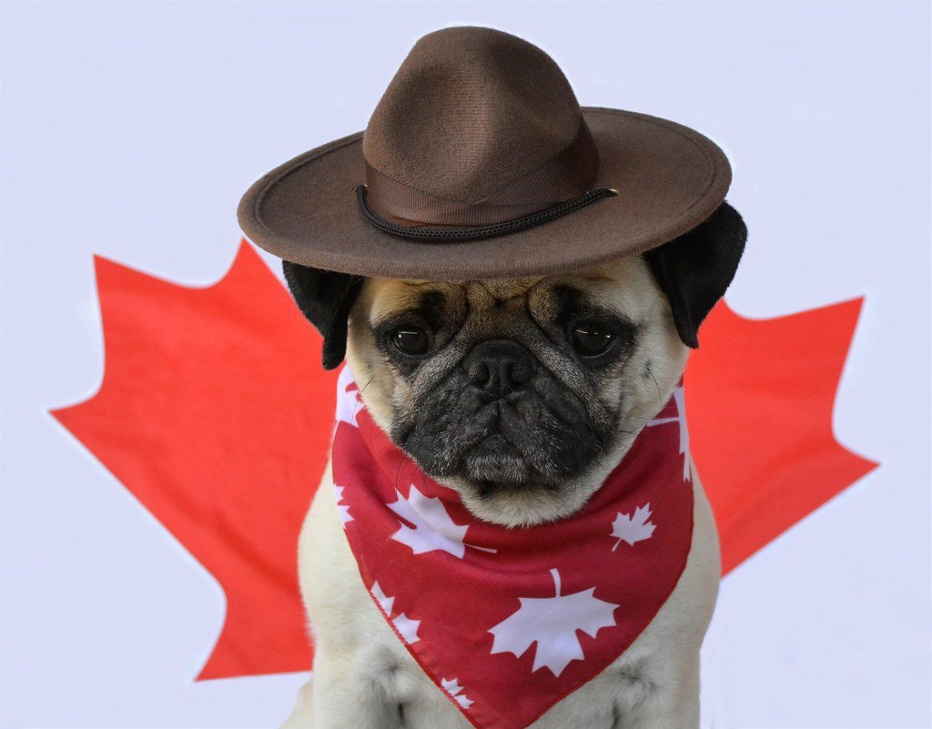 Beating the Heat: Keeping Pugs Cool (image credits: flickr)