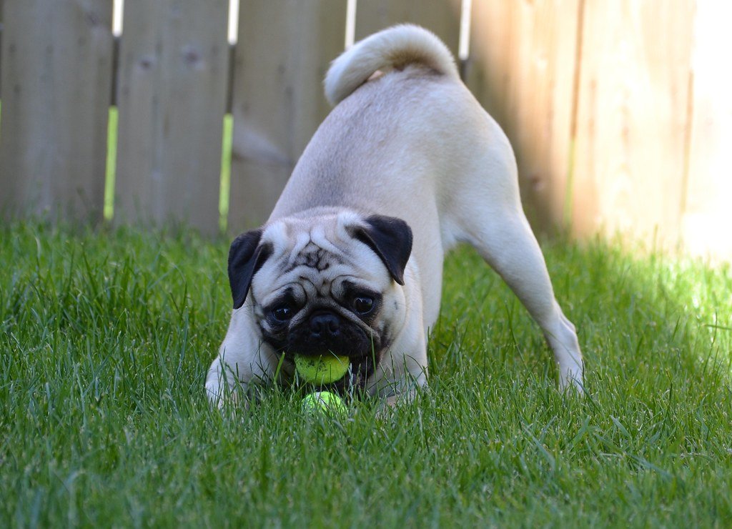 Socialization and Mental Stimulation (image credits: flickr)