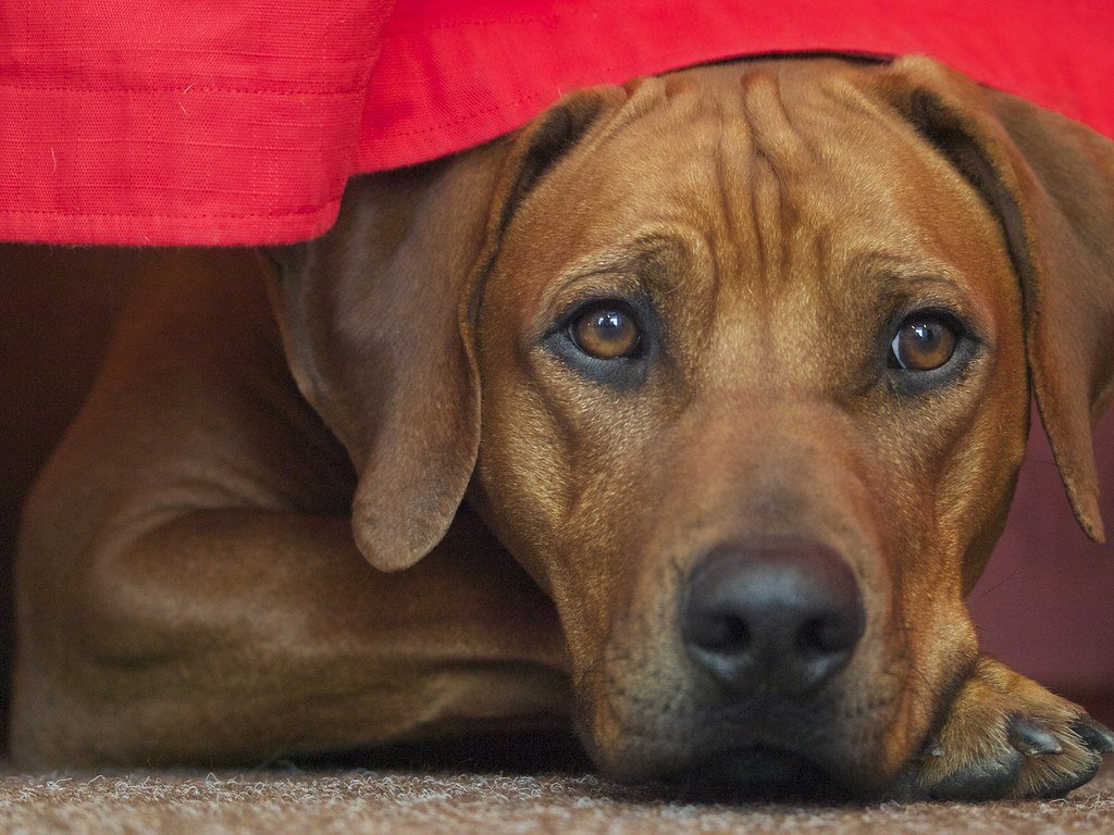 Rhodesian Ridgeback: The Rugged Road Companion (image credits: flickr)