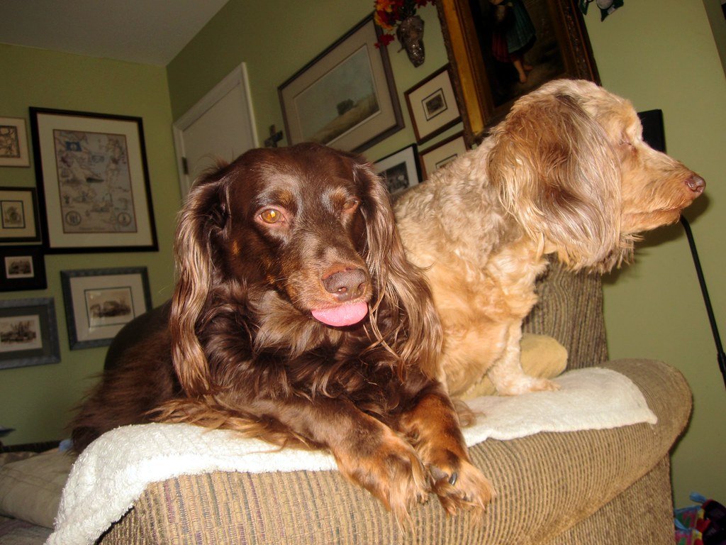 Dachshund: The Determined Digger (image credits: flickr)