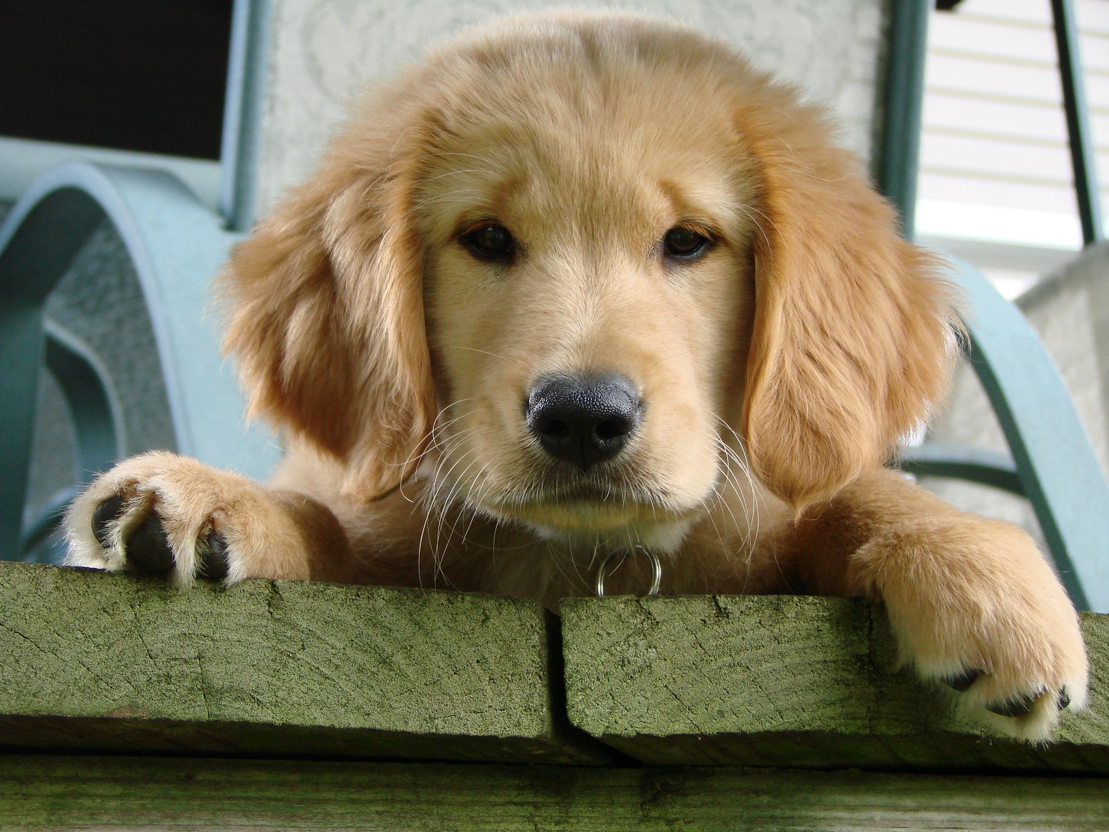 The Irresistible Charm of Golden Retriever Puppies (image credits: wikimedia)