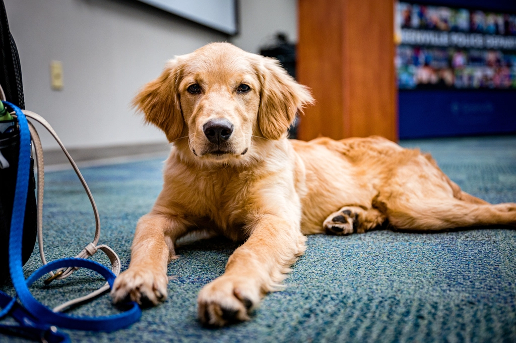 Learning and Growing: The Smart Side of Goldens (image credits: rawpixel)