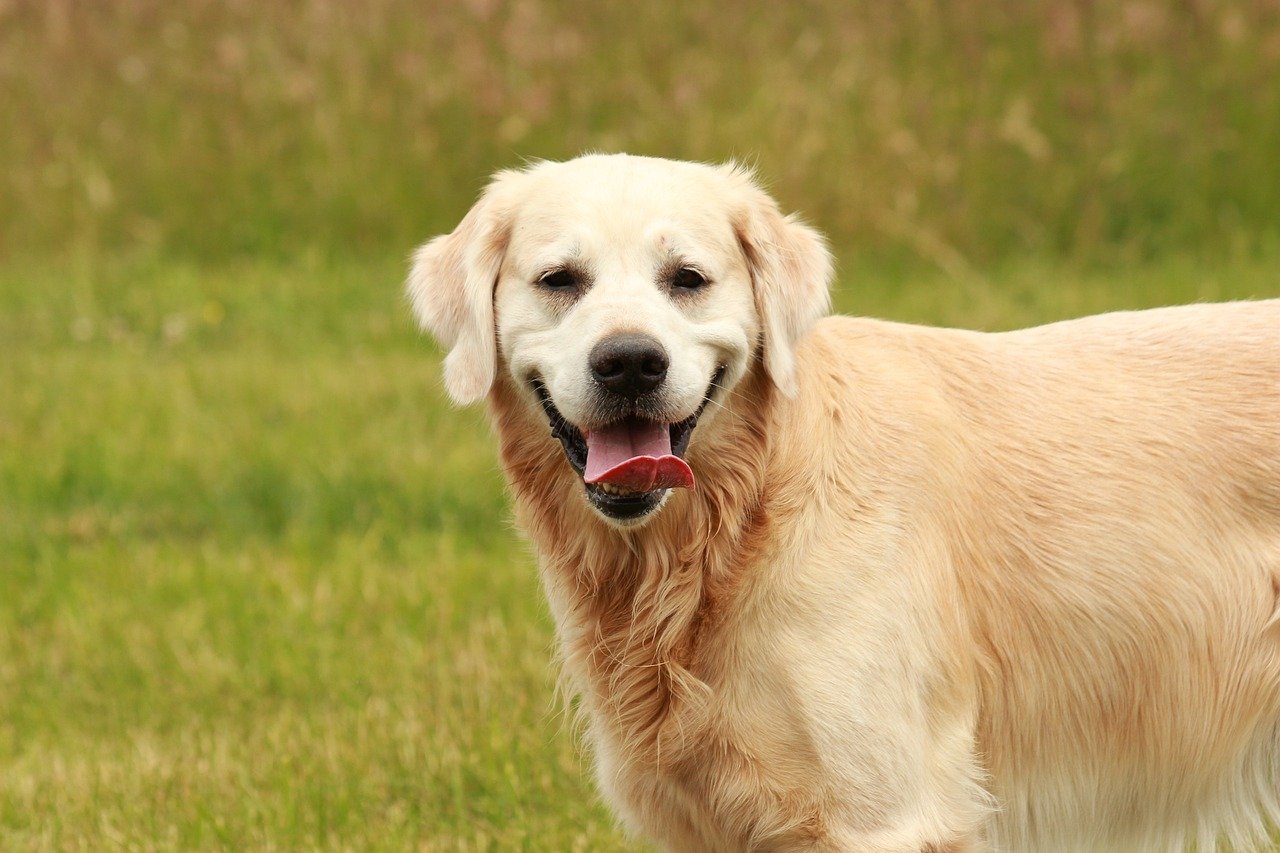 Why Golden Retrievers Stand Out as Best Friends (image credits: pixabay)