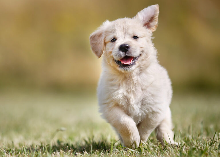 From Puppies To Pillows: Golden Retrievers Grow Into The Role Of Best Friend
