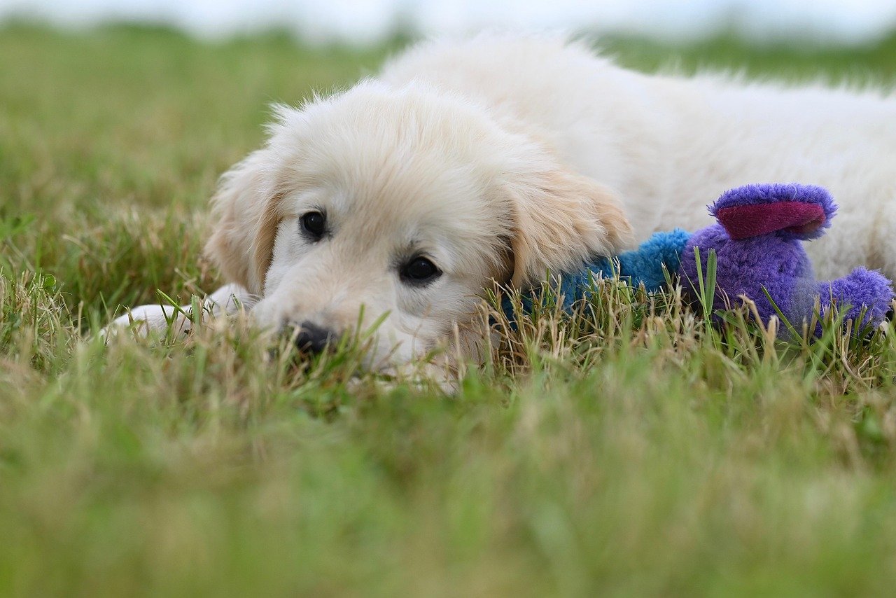 Intelligence That Impresses (image credits: pixabay)