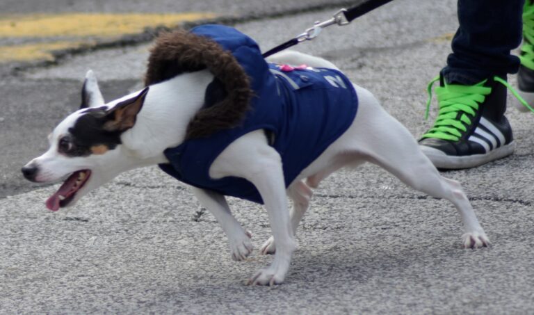 10 Signs Your Dog’s Behavior Problems Are Out of Control
