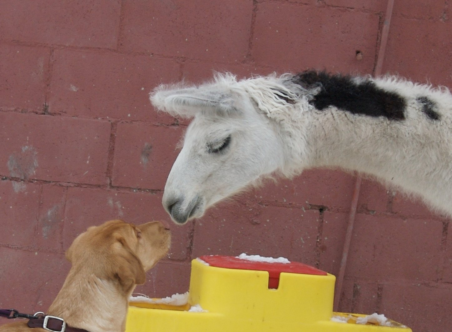 Labrador Retriever: The Social Butterfly (image credits: wikimedia)